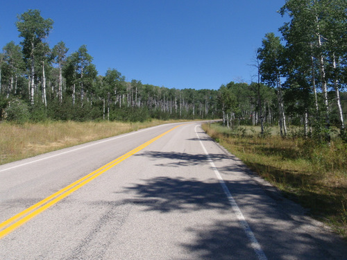 Mostly Aspen Forest.